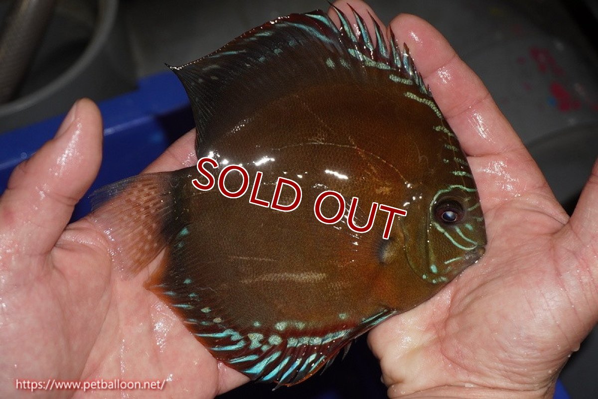 画像4: 【ディスカス】【通販】【産卵孵化経験あり】【厳選セレクトペア個体】ワイルドクロススーパーレッドF2【個体ペア販売】15cm（生体）国産ディスカス　京都産 (4)