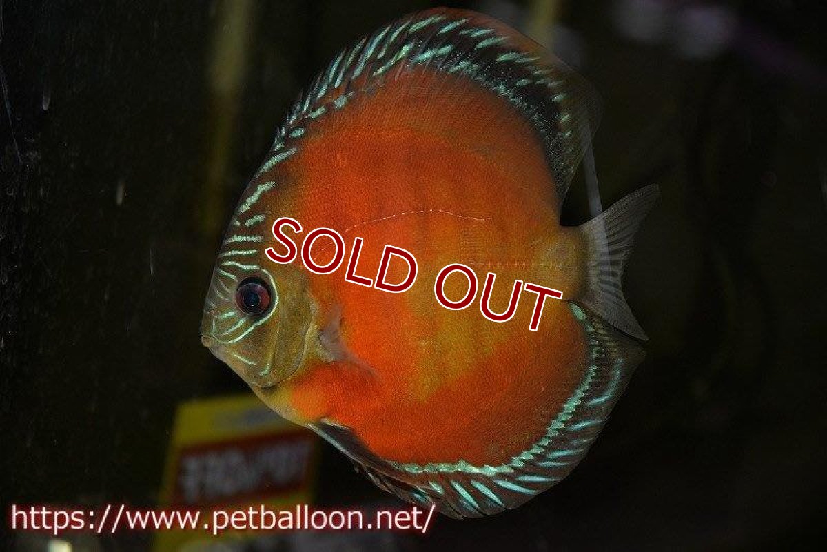 画像5: 【ディスカス】【通販】【産卵孵化経験あり】【厳選セレクトペア個体】ワイルドクロススーパーレッドF2【個体ペア販売】15cm（生体）国産ディスカス　京都産 (5)