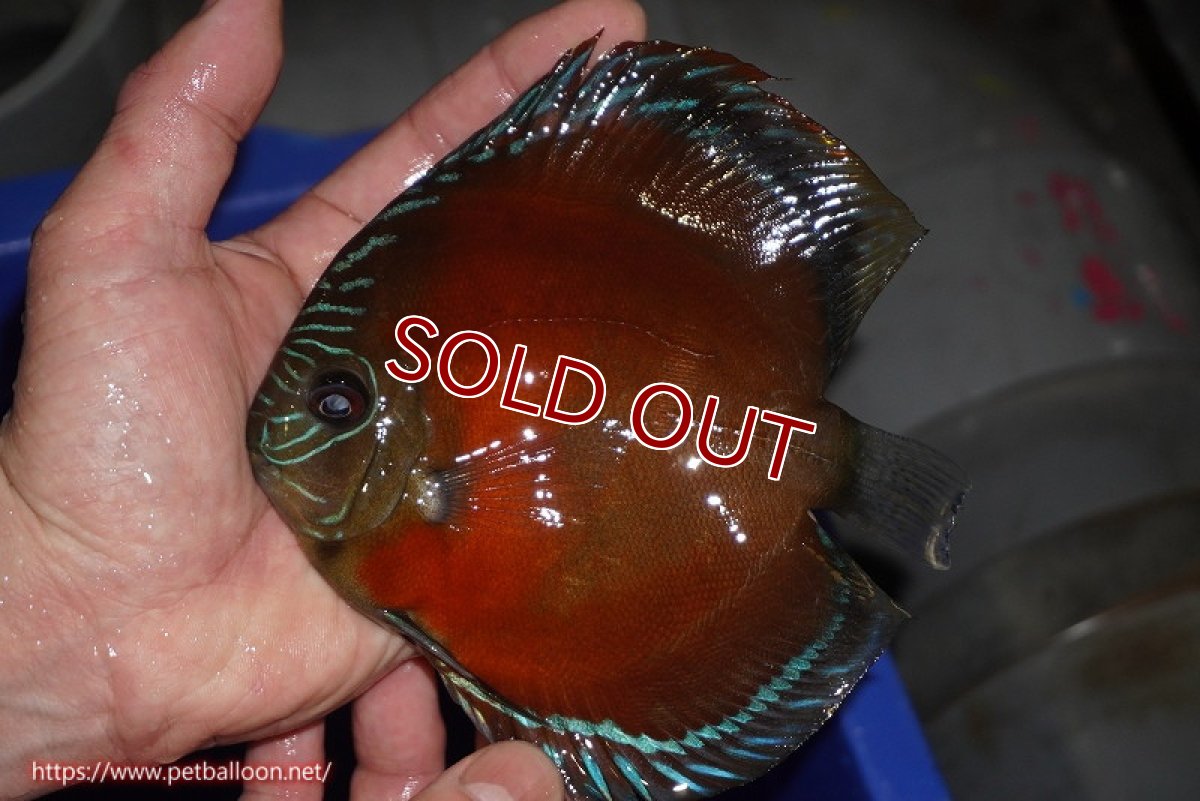 画像6: 【ディスカス】【通販】【産卵孵化経験あり】【厳選セレクトペア個体】ワイルドクロススーパーレッドF2【個体ペア販売】15cm（生体）国産ディスカス　京都産 (6)