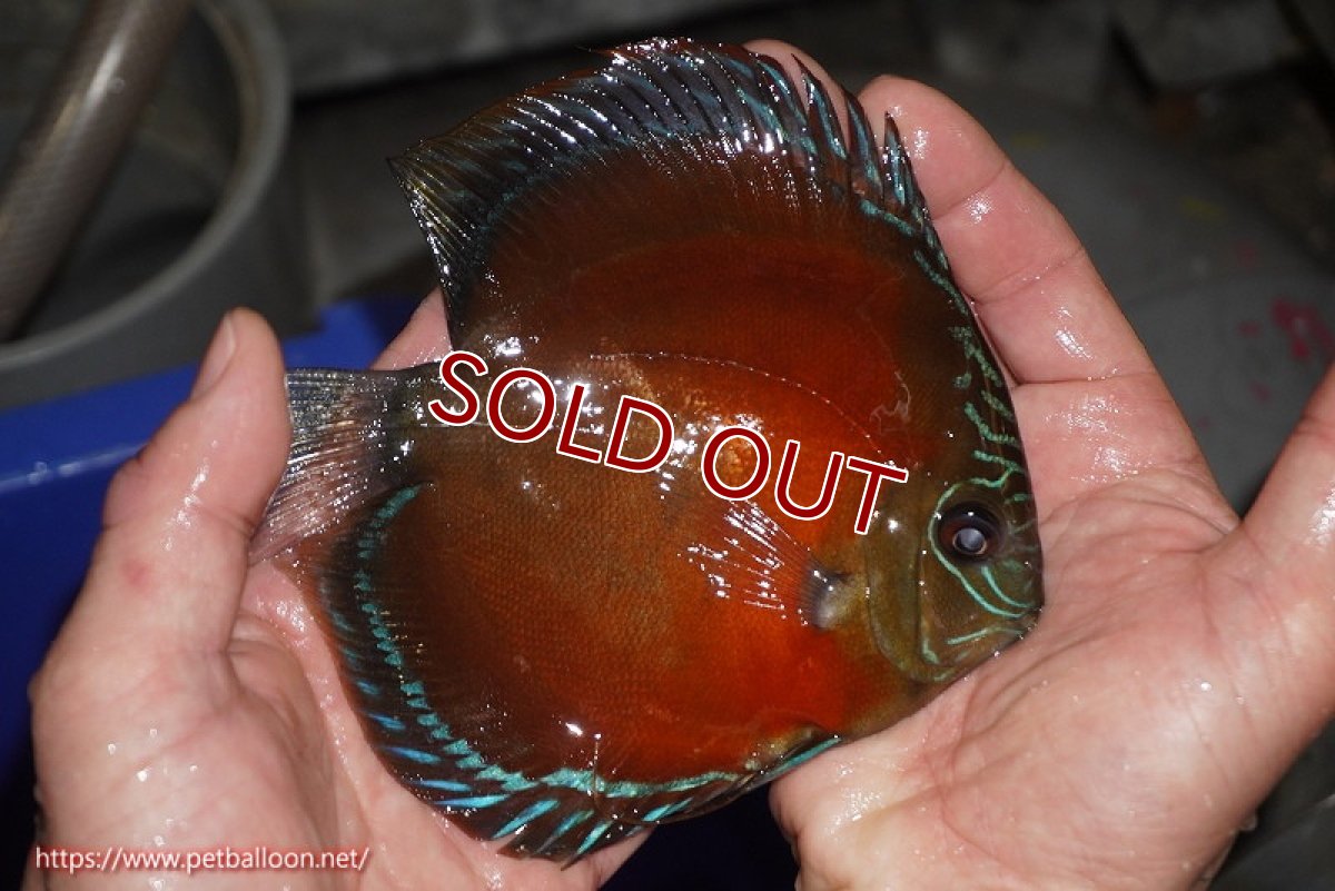 画像7: 【ディスカス】【通販】【産卵孵化経験あり】【厳選セレクトペア個体】ワイルドクロススーパーレッドF2【個体ペア販売】15cm（生体）国産ディスカス　京都産 (7)