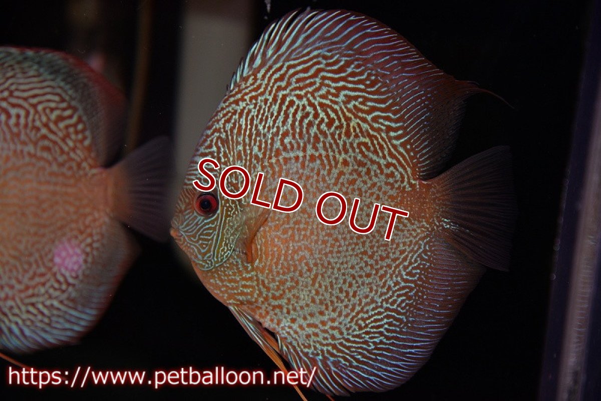 画像2: 【ディスカス】【通販】【産卵孵化経験あり】レッドタイガースネーク（ハイフォーム）【個体ペア販売】14cm （生体）マレーシア　NAディスカスファーム (2)