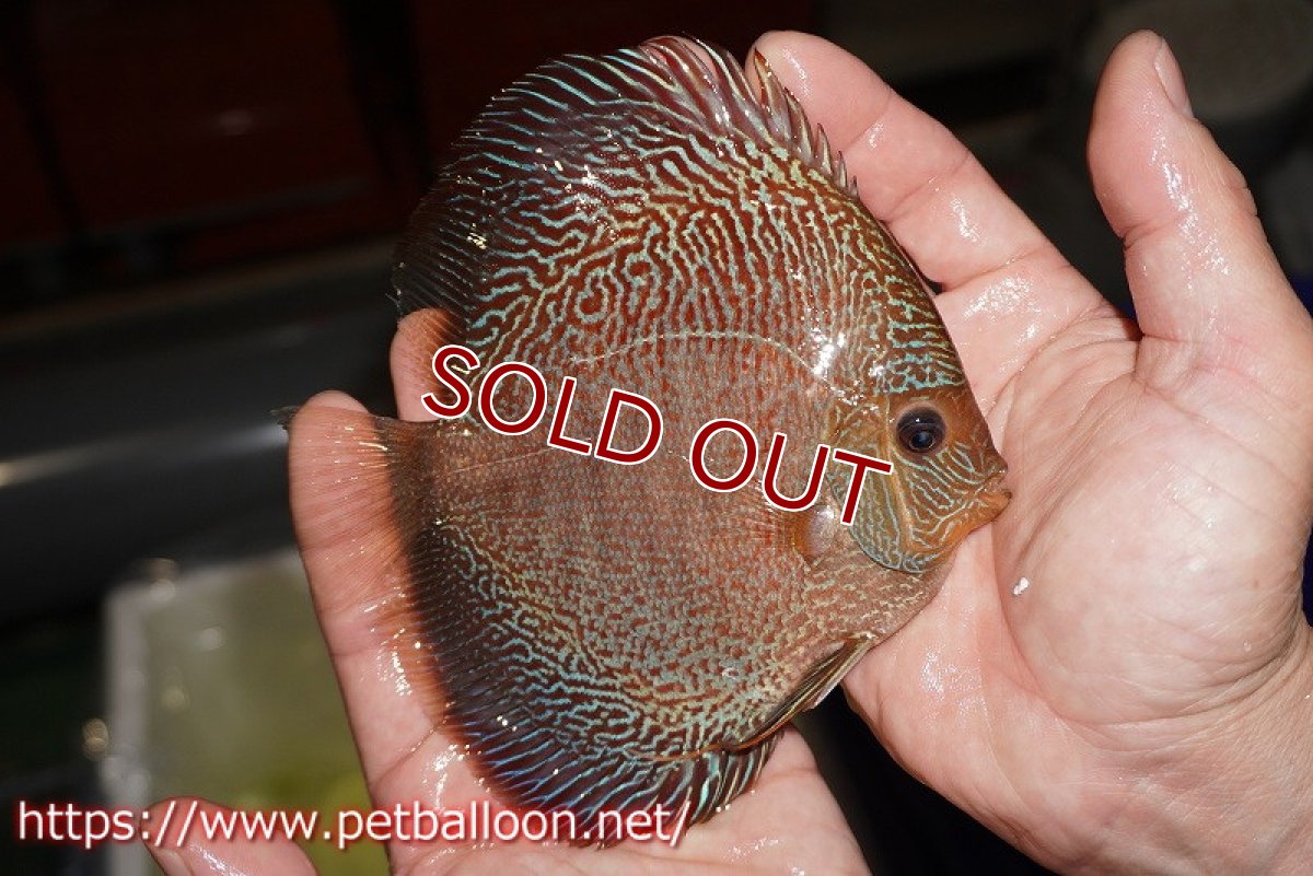 画像3: 【ディスカス】【通販】【産卵孵化経験あり】レッドタイガースネーク（ハイフォーム）【個体ペア販売】14cm （生体）マレーシア　NAディスカスファーム (3)