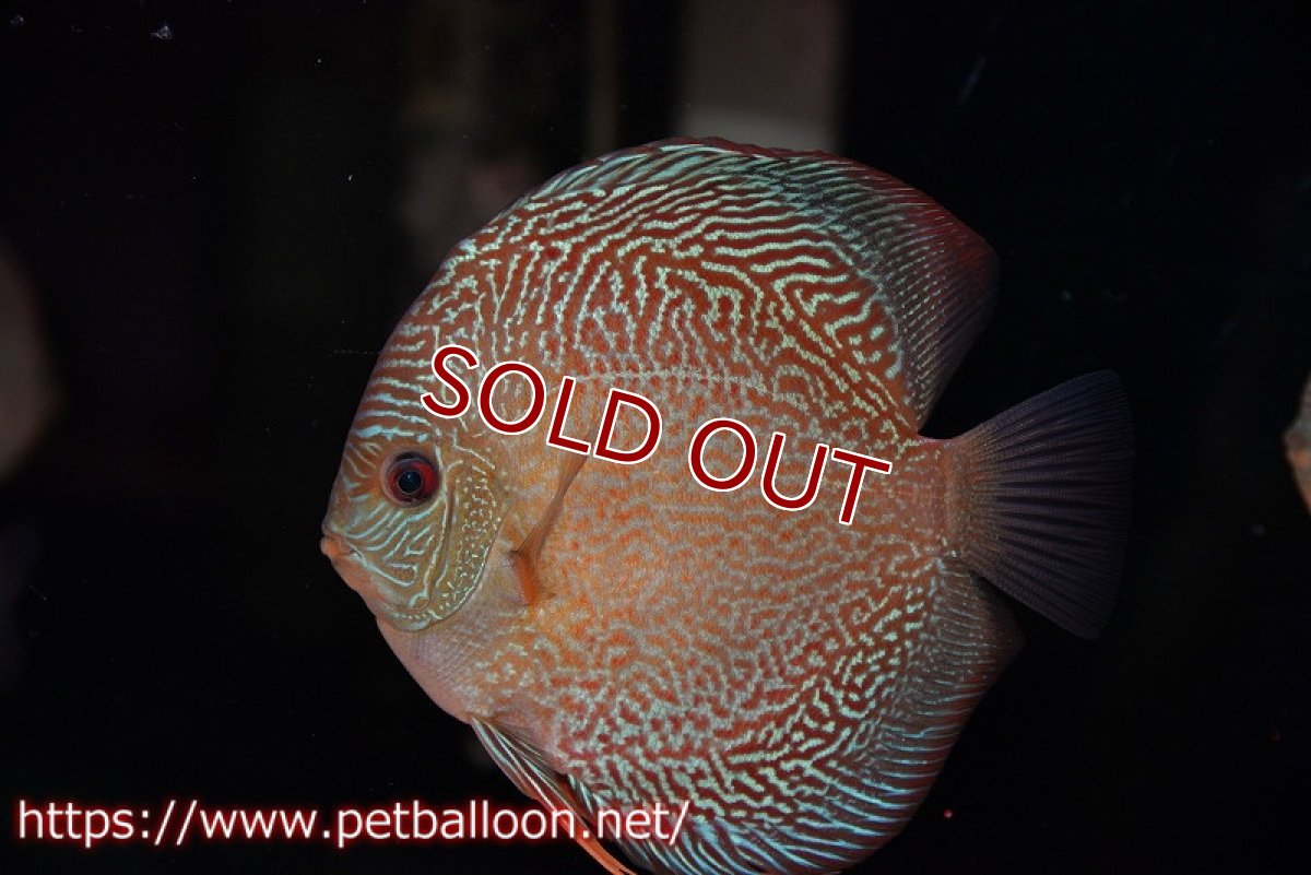 画像5: 【ディスカス】【通販】【産卵孵化経験あり】レッドタイガースネーク（ハイフォーム）【個体ペア販売】14cm （生体）マレーシア　NAディスカスファーム (5)