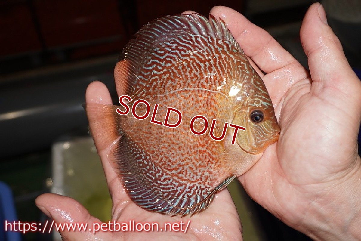 画像7: 【ディスカス】【通販】【産卵孵化経験あり】レッドタイガースネーク（ハイフォーム）【個体ペア販売】14cm （生体）マレーシア　NAディスカスファーム (7)