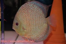 画像2: 【ディスカス】【通販】【産卵孵化経験あり】【希少 ブリーディングストック個体】ジャイアントゴールデンアナコンダ【個体ペア販売】18-19cm（生体）マレーシア　KLディスカスファーム (2)