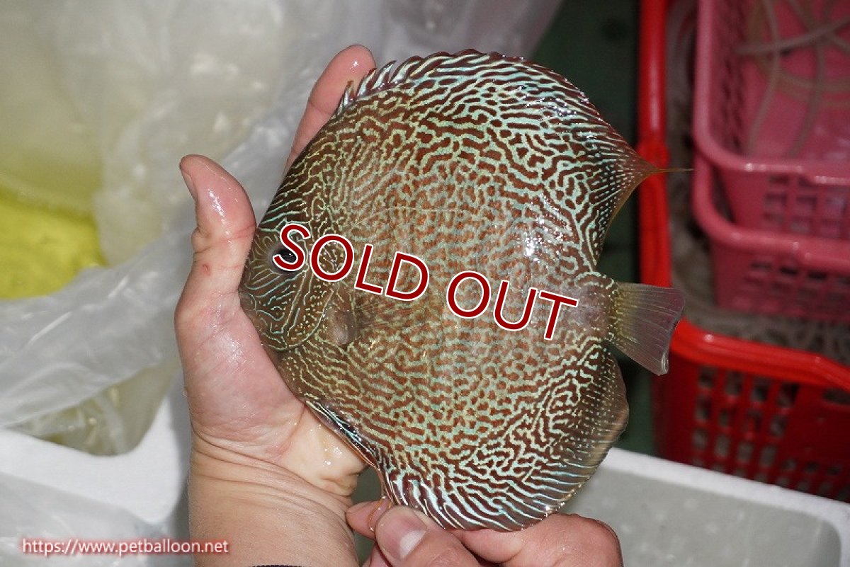 画像3: 【ディスカス】【ディスカス】【通販】【産卵孵化経験あり】【希少 ブリーディングストック個体】ジャイアントゴールデンアナコンダ【個体ペア販売】18-19cm（生体）マレーシア　KLディスカスファーム (3)