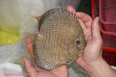 画像4: 【ディスカス】【通販】【産卵孵化経験あり】【希少 ブリーディングストック個体】ジャイアントゴールデンアナコンダ【個体ペア販売】18-19cm（生体）マレーシア　KLディスカスファーム (4)