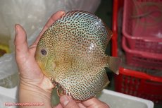 画像6: 【ディスカス】【通販】【産卵孵化経験あり】【希少 ブリーディングストック個体】ジャイアントゴールデンアナコンダ【個体ペア販売】18-19cm（生体）マレーシア　KLディスカスファーム (6)