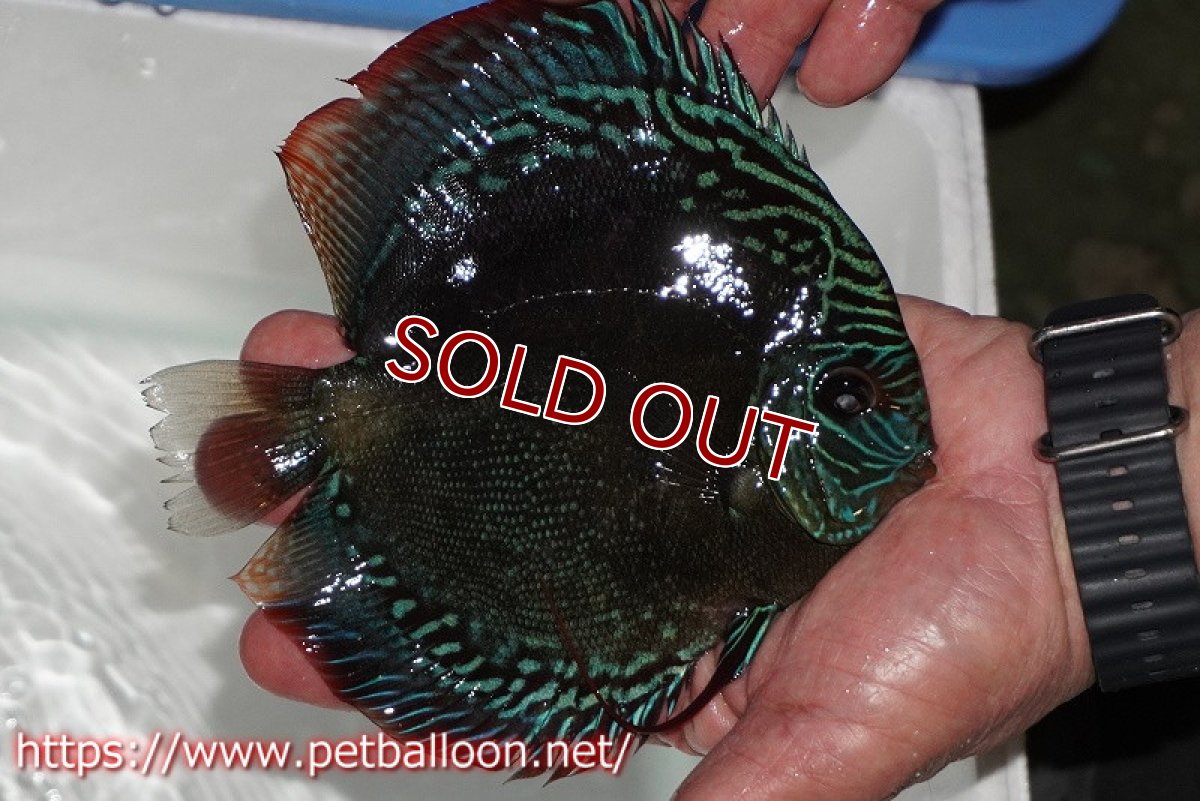 画像2: 【ディスカス】【通販】【超激レア セレクト個体】(【激赤必至】スーパー朱月 (即戦力個体)【個体販売】14-16cm【証明書付】(生体)B-HOUSE 倉津氏作出 (2)