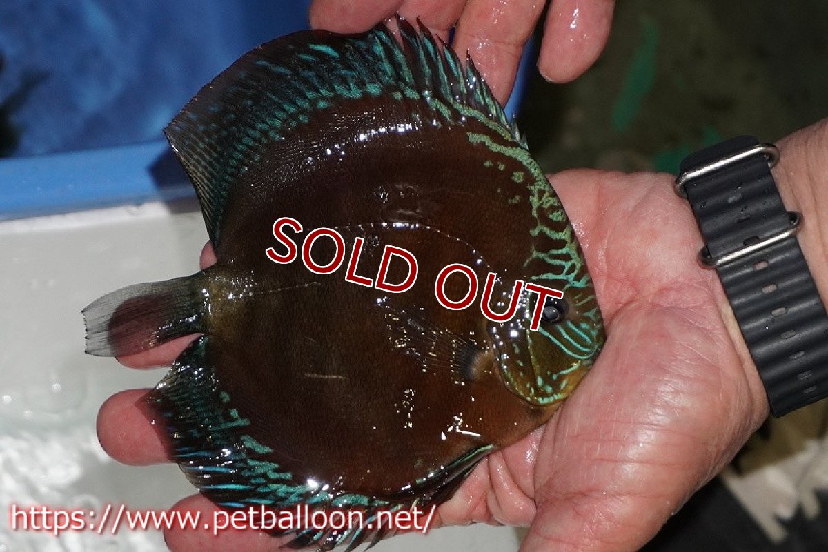 画像2: 【ディスカス】【通販】【超激レア セレクト個体】(【激赤必至】スーパー朱月 (即戦力個体)【個体販売】14-16cm【証明書付】(生体)B-HOUSE 倉津氏作出 (2)