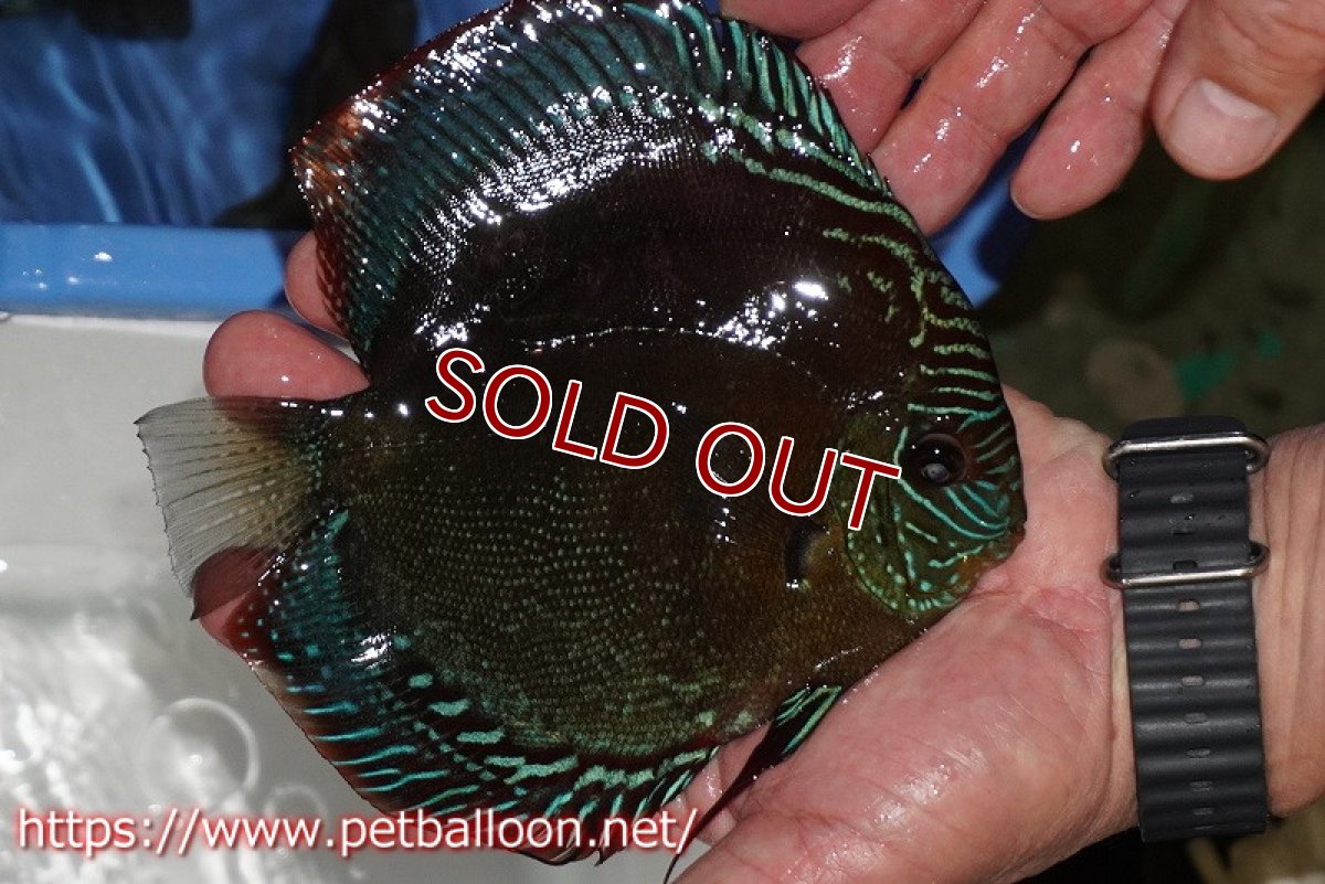 画像2: 【ディスカス】【通販】【超激レア セレクト個体】(【激赤必至】スーパー朱月 (即戦力個体)【個体販売】14-16cm【証明書付】(生体)B-HOUSE 倉津氏作出 (2)