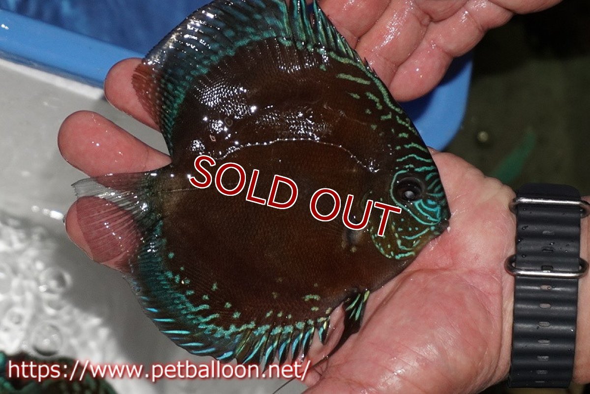 画像2: 【ディスカス】【通販】【超激レア セレクト個体】(【激赤必至】スーパー朱月 (即戦力個体)【個体販売】14-16cm【証明書付】(生体)B-HOUSE 倉津氏作出 (2)