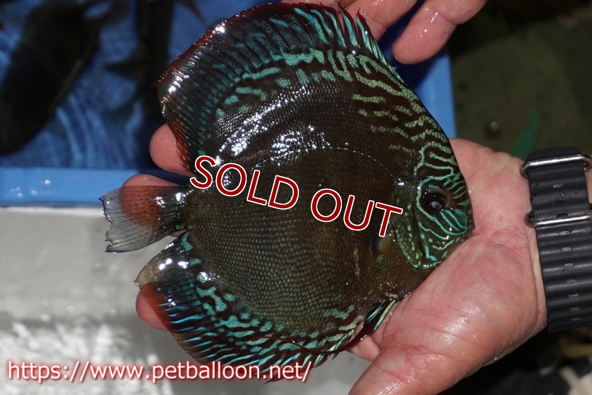 画像2: 【ディスカス】【通販】【超激レア セレクト個体】(【激赤必至】スーパー朱月 (即戦力個体)【個体販売】14-16cm【証明書付】(生体)B-HOUSE 倉津氏作出 (2)