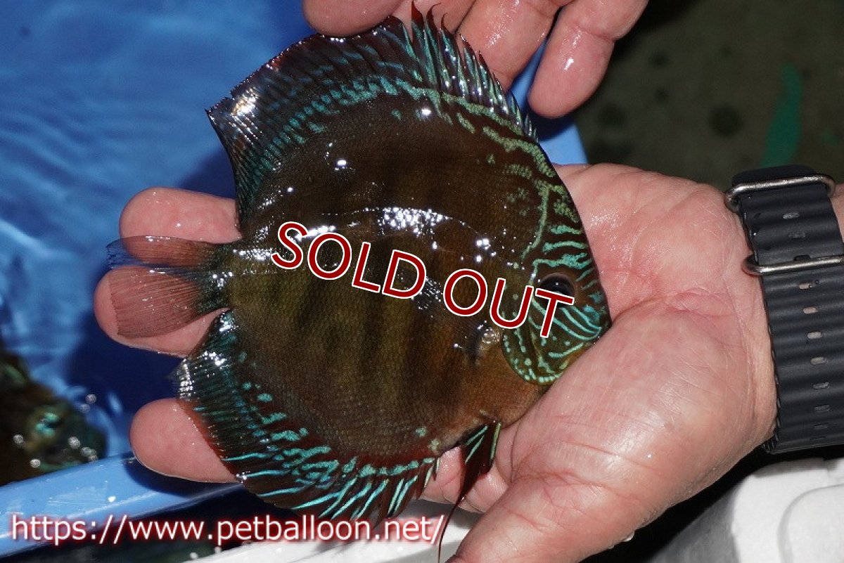 画像2: 【ディスカス】【通販】【超激レア セレクト個体】(【激赤必至】スーパー朱月 (即戦力個体)【個体販売】14-16cm【証明書付】(生体)B-HOUSE 倉津氏作出 (2)