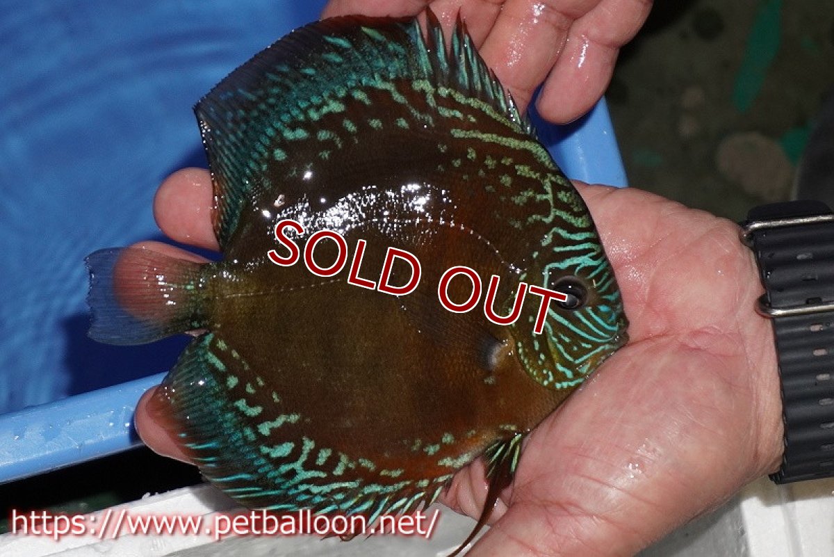 画像2: 【ディスカス】【通販】【超激レア セレクト個体】(【激赤必至】スーパー朱月 (即戦力個体)【個体販売】14-16cm【証明書付】(生体)B-HOUSE 倉津氏作出 (2)