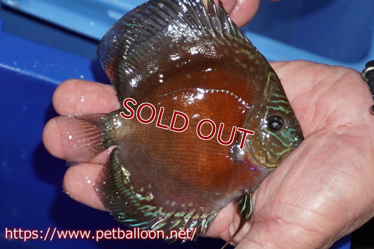 画像2: 【ディスカス】【通販】【超激レア セレクト個体】(【激赤必至】スーパー朱月　（スーパーヤングスター）【個体販売】11-12cm【証明書付】（生体）B-HOUSE 倉津氏作出 (2)