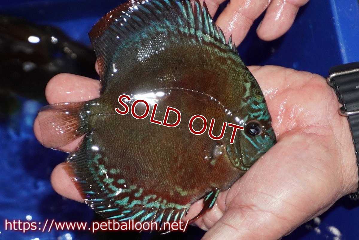 画像2: 【ディスカス】【通販】【超激レア セレクト個体】(【激赤必至】スーパー朱月 (スーパーヤングスター)【個体販売】11-12cm【証明書付】(生体)B-HOUSE 倉津氏作出 (2)