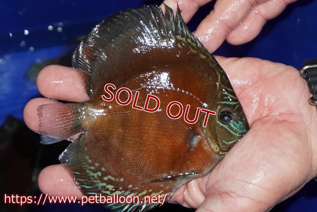 画像2: 【ディスカス】【通販】【超激レア セレクト個体】(【激赤必至】スーパー朱月 (スーパーヤングスター)【個体販売】11-12cm【証明書付】(生体)B-HOUSE 倉津氏作出 (2)