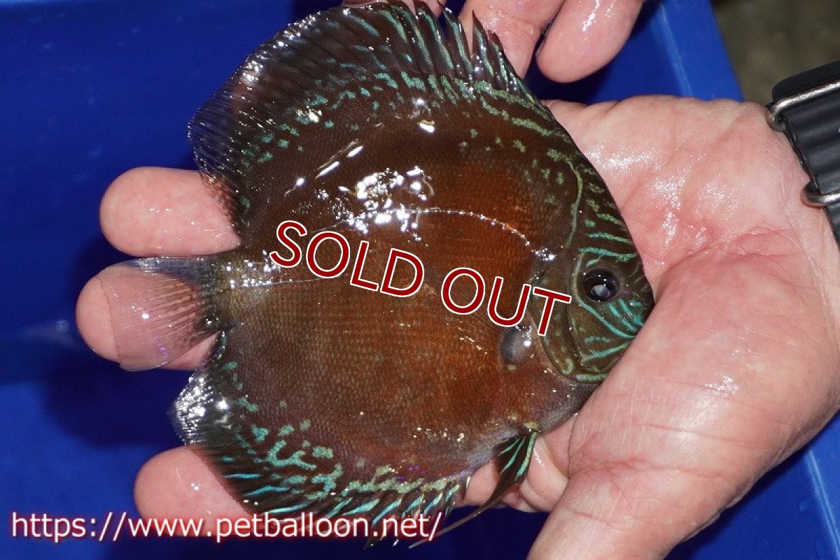 画像2: 【ディスカス】【通販】【超激レア セレクト個体】(【激赤必至】スーパー朱月 (スーパーヤングスター)【個体販売】11-12cm【証明書付】(生体)B-HOUSE 倉津氏作出 (2)