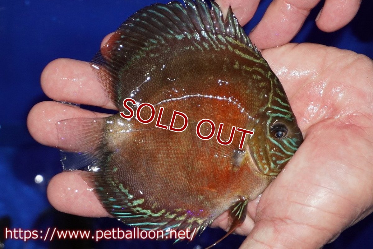 画像2: 【ディスカス】【通販】【超激レア セレクト個体】(【激赤必至】スーパー朱月 (スーパーヤングスター)【個体販売】11-12cm【証明書付】(生体)B-HOUSE 倉津氏作出 (2)