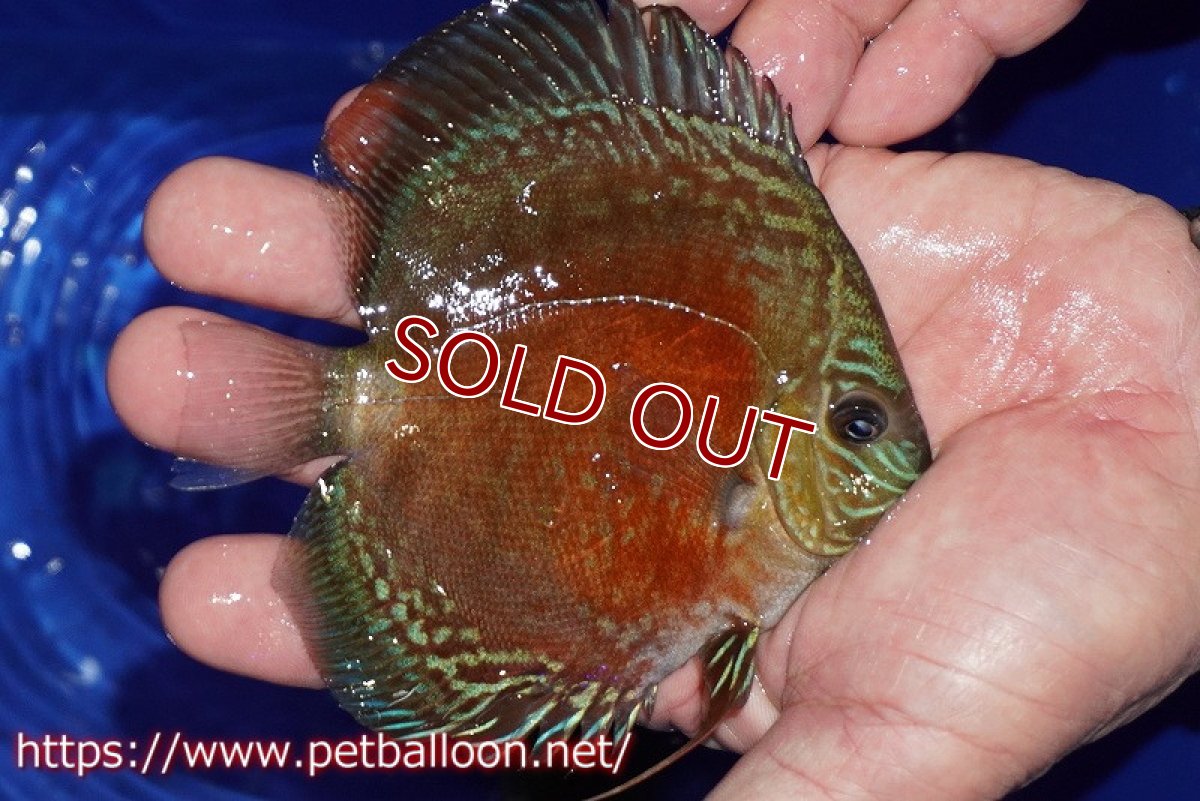 画像2: 【ディスカス】【通販】【超激レア セレクト個体】(【激赤必至】スーパー朱月 (スーパーヤングスター)【個体販売】11-12cm【証明書付】(生体)B-HOUSE 倉津氏作出 (2)