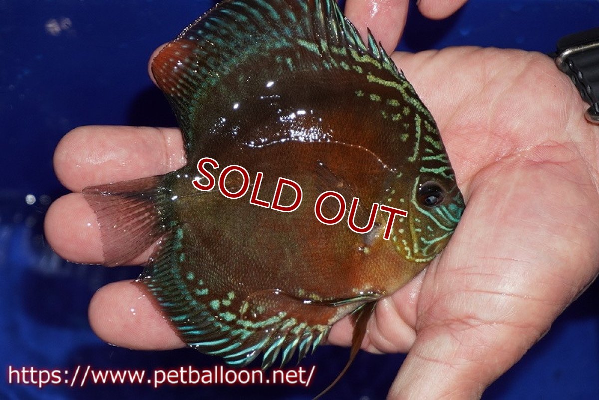 画像2: 【ディスカス】【通販】【超激レア セレクト個体】(【激赤必至】スーパー朱月 (スーパーヤングスター)【個体販売】11-12cm【証明書付】(生体)B-HOUSE 倉津氏作出 (2)