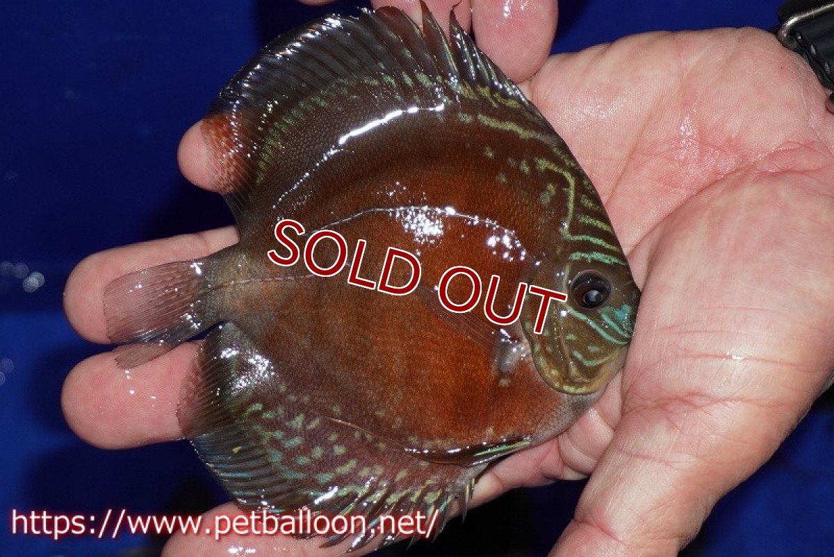 画像2: 【ディスカス】【通販】【超激レア セレクト個体】(【激赤必至】スーパー朱月 (スーパーヤングスター)【個体販売】11-12cm【証明書付】(生体)B-HOUSE 倉津氏作出 (2)