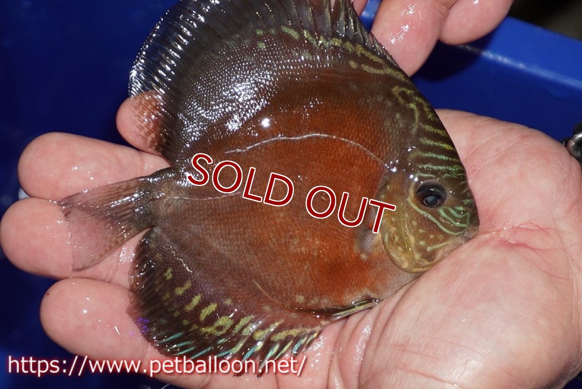 画像2: 【ディスカス】【通販】【超激レア セレクト個体】(【激赤必至】スーパー朱月 (スーパーヤングスター)【個体販売】11-12cm【証明書付】(生体)B-HOUSE 倉津氏作出 (2)