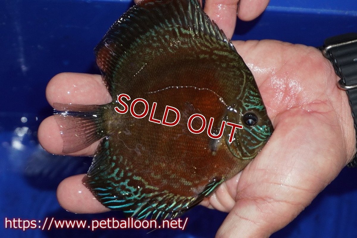 画像2: 【ディスカス】【通販】【超激レア セレクト個体】(【激赤必至】スーパー朱月 (スーパーヤングスター)【個体販売】11-12cm【証明書付】(生体)B-HOUSE 倉津氏作出 (2)