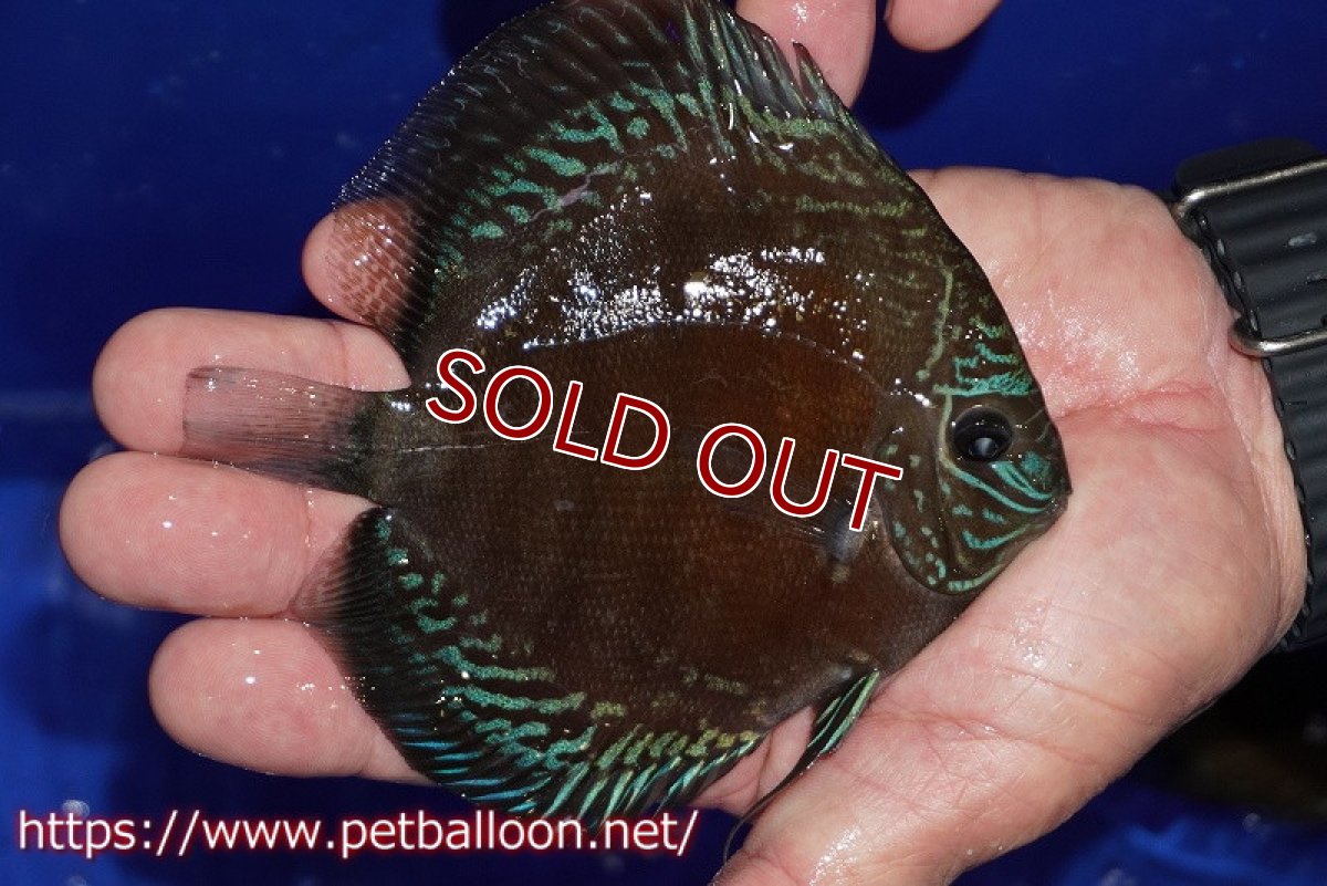 画像2: 【ディスカス】【通販】【超激レア セレクト個体】(【激赤必至】スーパー朱月 (スーパーヤングスター)【個体販売】11-12cm【証明書付】(生体)B-HOUSE 倉津氏作出 (2)