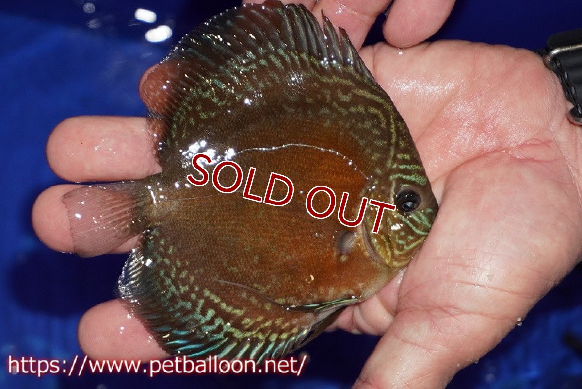 画像2: 【ディスカス】【通販】【超激レア セレクト個体】(【激赤必至】スーパー朱月 (スーパーヤングスター)【個体販売】11-12cm【証明書付】(生体)B-HOUSE 倉津氏作出 (2)