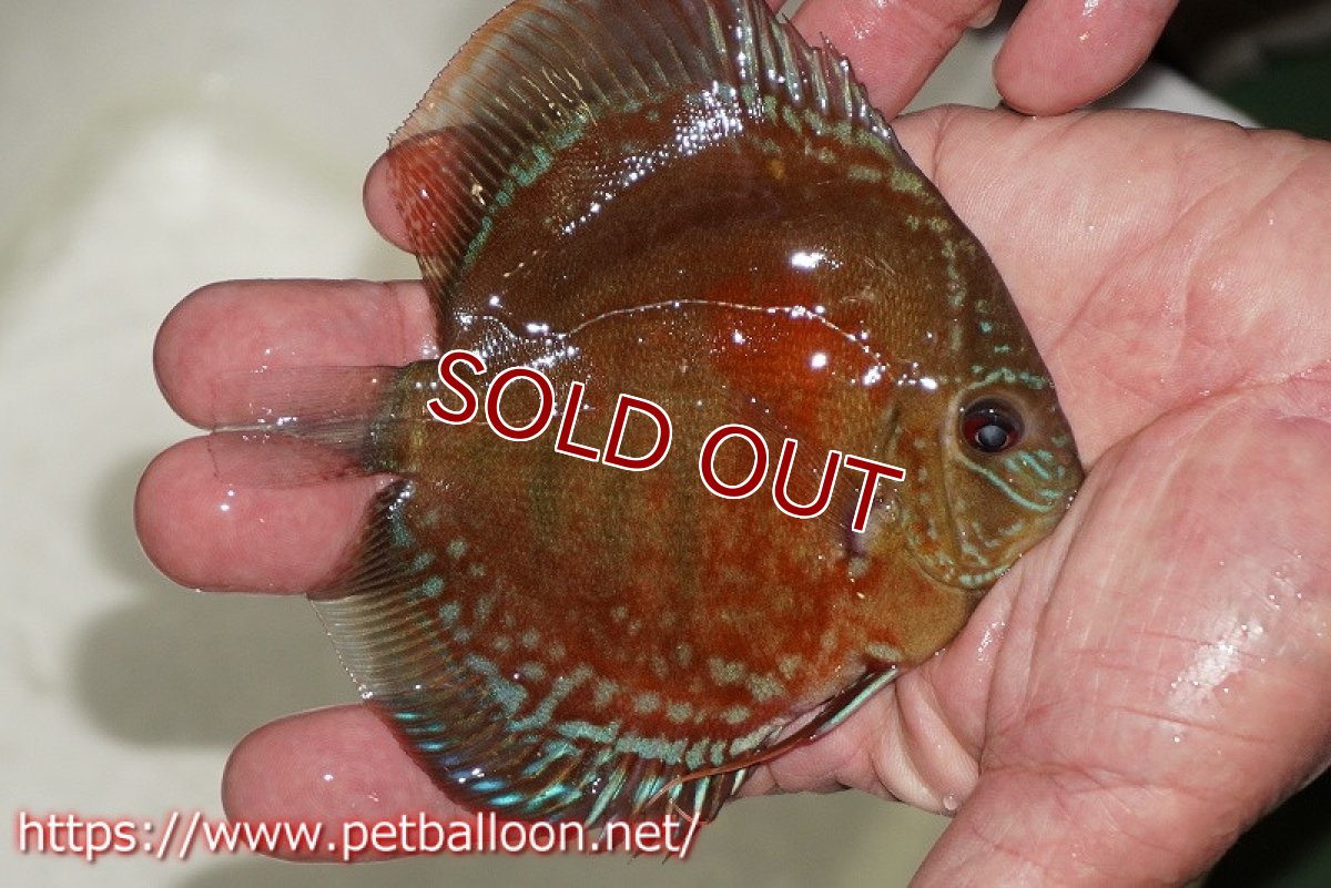 画像2: 【ディスカス】【通販】【超激レア 秘蔵個体】(【激赤必至】朱月 (ヤングスター)【個体販売】8-9cm(生体)B-HOUSE 倉津氏作出 (2)