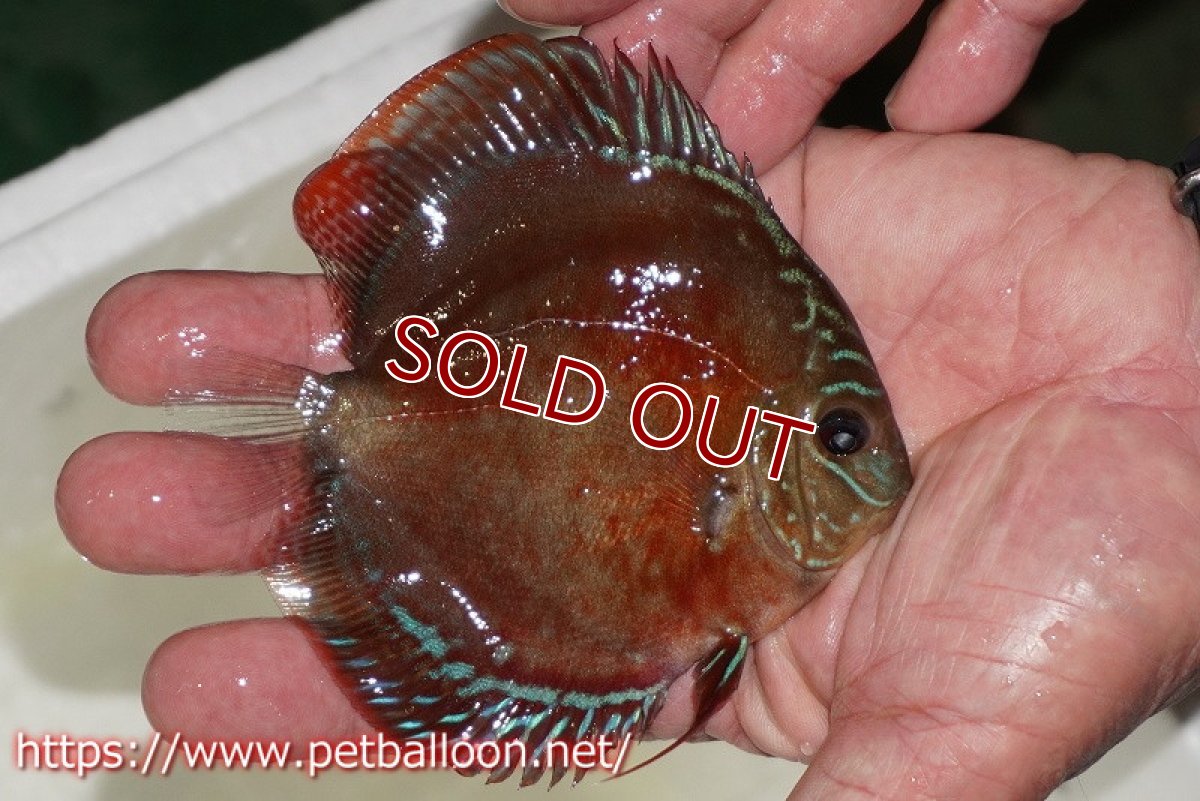 画像2: 【ディスカス】【通販】【超激レア 秘蔵個体】(【激赤必至】朱月 (ヤングスター)【個体販売】8-9cm(生体)B-HOUSE 倉津氏作出 (2)