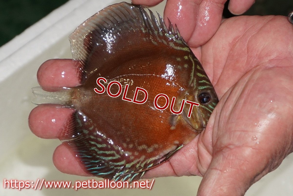 画像2: 【ディスカス】【通販】【超激レア 秘蔵個体】(【激赤必至】朱月　（ヤングスター）【個体販売】8-9cm（生体）B-HOUSE 倉津氏作出 (2)