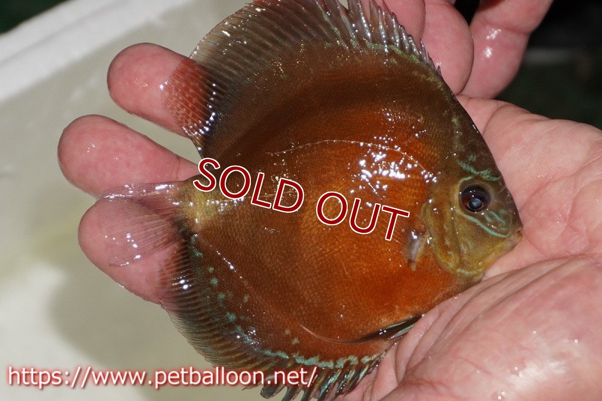 画像2: 【ディスカス】【通販】【超激レア 秘蔵個体】(【激赤必至】朱月 (ヤングスター)【個体販売】8-9cm(生体)B-HOUSE 倉津氏作出 (2)