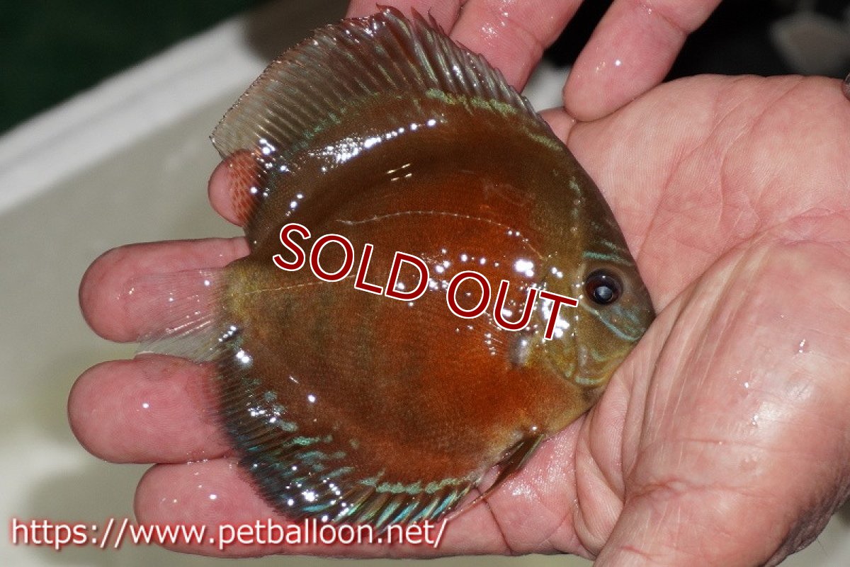 画像2: 【ディスカス】【通販】【超激レア 秘蔵個体】(【激赤必至】朱月 (ヤングスター)【個体販売】8-9cm(生体)B-HOUSE 倉津氏作出 (2)