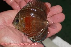 画像1: 【ディスカス】【通販】【超激レア 秘蔵個体】(【激赤必至】朱月　（ヤングスター）【個体販売】8-9cm（生体）B-HOUSE 倉津氏作出 (1)