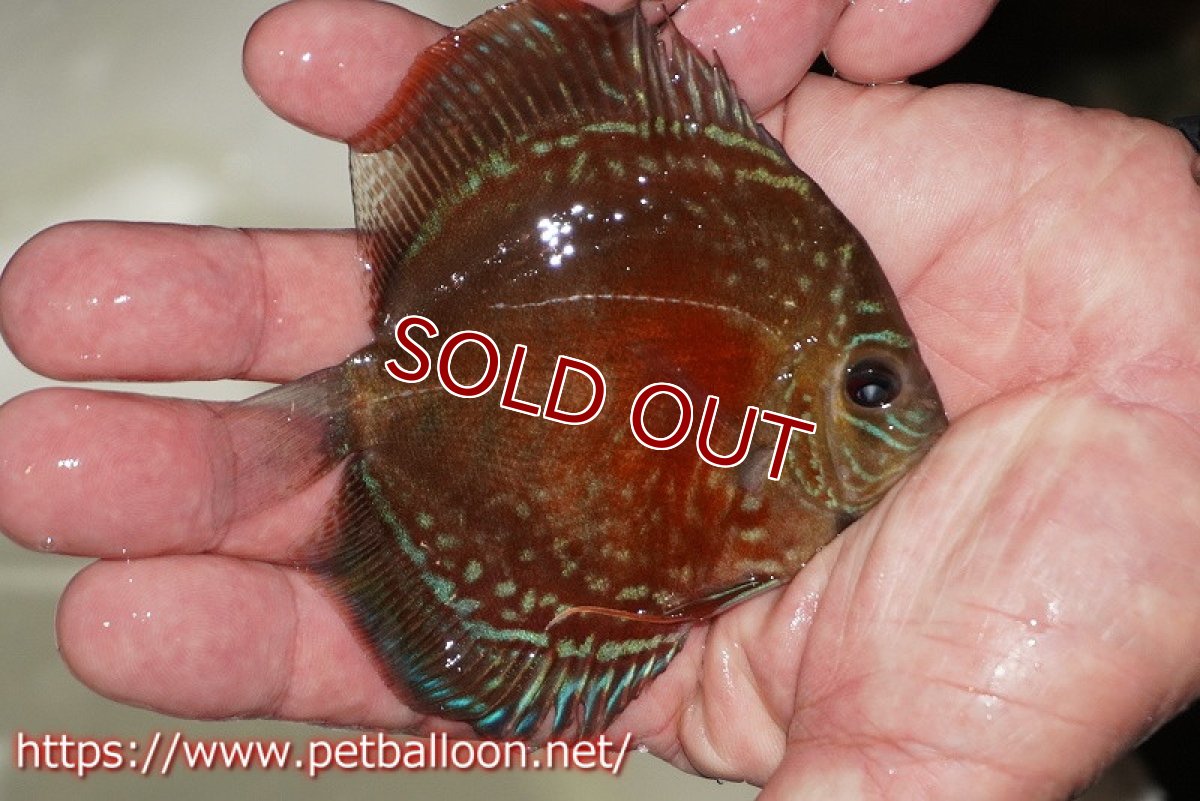 画像2: 【ディスカス】【通販】【超激レア 秘蔵個体】(【激赤必至】朱月 (ヤングスター)【個体販売】8-9cm(生体)B-HOUSE 倉津氏作出 (2)