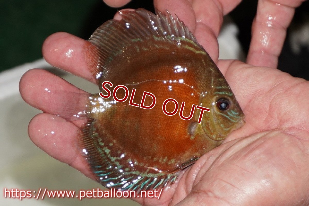 画像2: 【ディスカス】【通販】【超激レア 秘蔵個体】(【激赤必至】朱月 (ヤングスター)【個体販売】8-9cm(生体)B-HOUSE 倉津氏作出 (2)