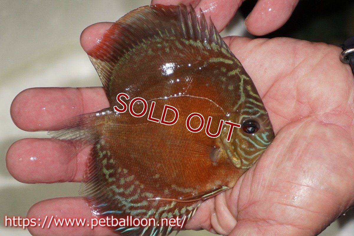 画像2: 【ディスカス】【通販】【超激レア 秘蔵個体】(【激赤必至】朱月　（ヤングスター）【個体販売】8-9cm（生体）B-HOUSE 倉津氏作出 (2)