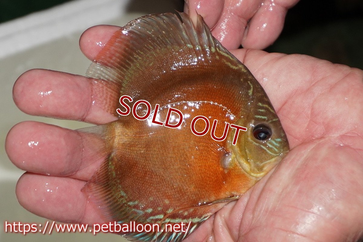 画像2: 【ディスカス】【通販】【超激レア 秘蔵個体】(【激赤必至】朱月 (ヤングスター)【個体販売】8-9cm(生体)B-HOUSE 倉津氏作出 (2)