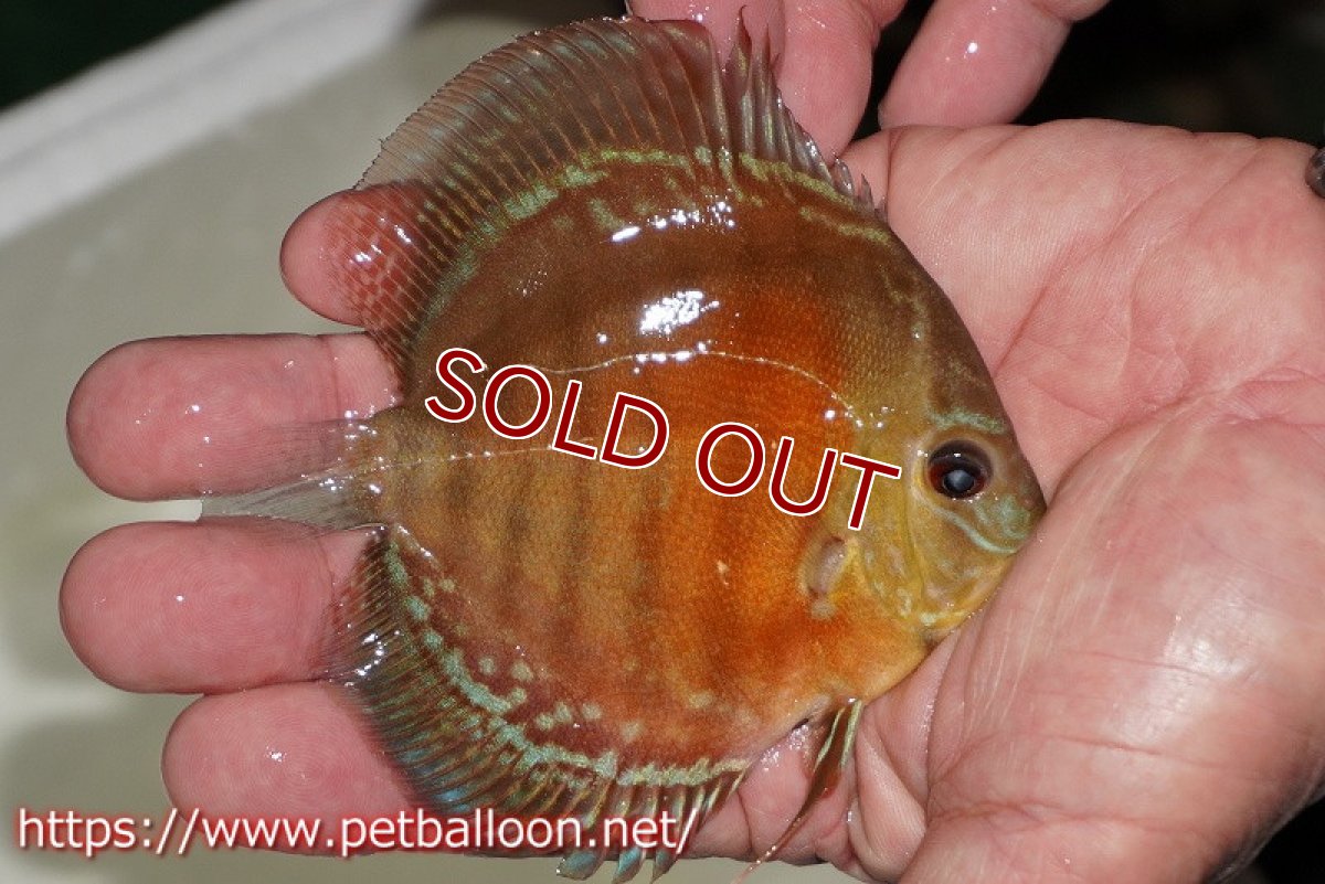 画像2: 【ディスカス】【通販】【超激レア 秘蔵個体】(【激赤必至】朱月 (ヤングスター)【個体販売】8-9cm(生体)B-HOUSE 倉津氏作出 (2)