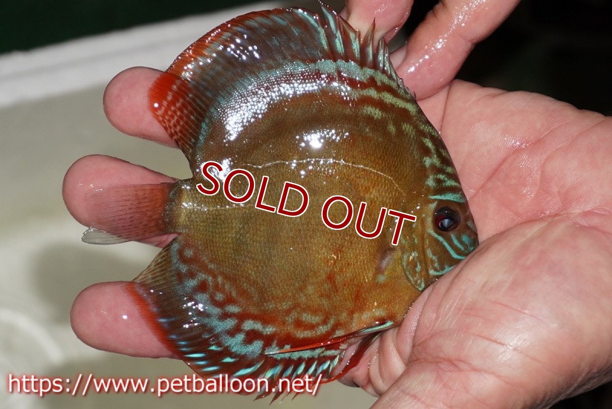 画像2: 【ディスカス】【通販】【超激レア 秘蔵個体】(【激赤必至】朱月　（ヤングスター）（左腹鰭やや難あり）【個体販売】8-9cm（生体）B-HOUSE 倉津氏作出 (2)