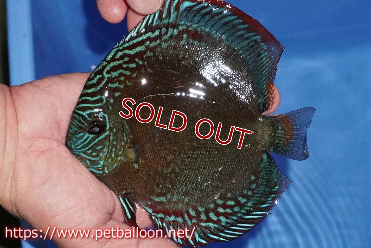 画像2: 【ディスカス】【通販】【超激レア セレクト個体】(【激赤必至】朱月 (種親候補個体)【個体ペア販売】14-16cm【証明書付】(生体)B-HOUSE 倉津氏作出 (2)