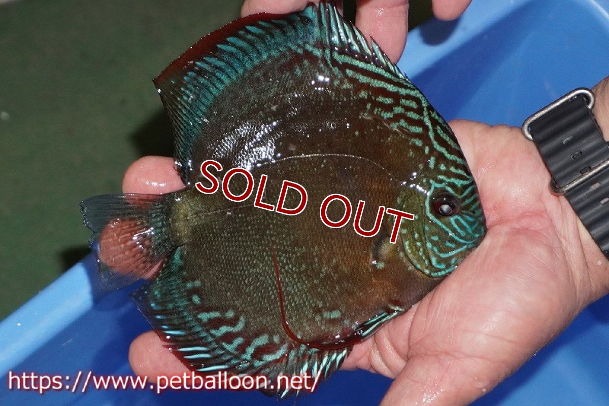 画像3: 【ディスカス】【通販】【超激レア セレクト個体】(【激赤必至】朱月 (種親候補個体)【個体ペア販売】14-16cm【証明書付】(生体)B-HOUSE 倉津氏作出 (3)