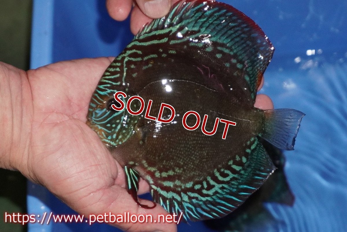 画像4: 【ディスカス】【通販】【超激レア セレクト個体】(【激赤必至】朱月 (種親候補個体)【個体ペア販売】14-16cm【証明書付】(生体)B-HOUSE 倉津氏作出 (4)