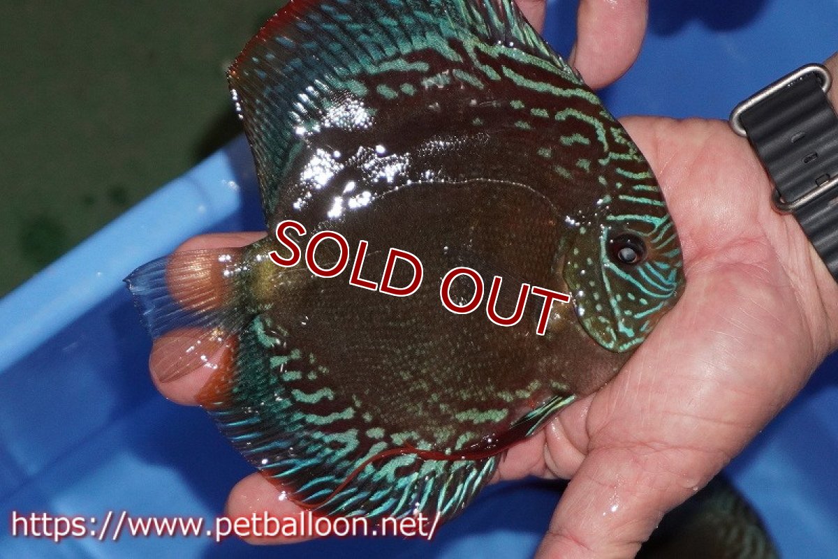 画像5: 【ディスカス】【通販】【超激レア セレクト個体】(【激赤必至】朱月 (種親候補個体)【個体ペア販売】14-16cm【証明書付】(生体)B-HOUSE 倉津氏作出 (5)