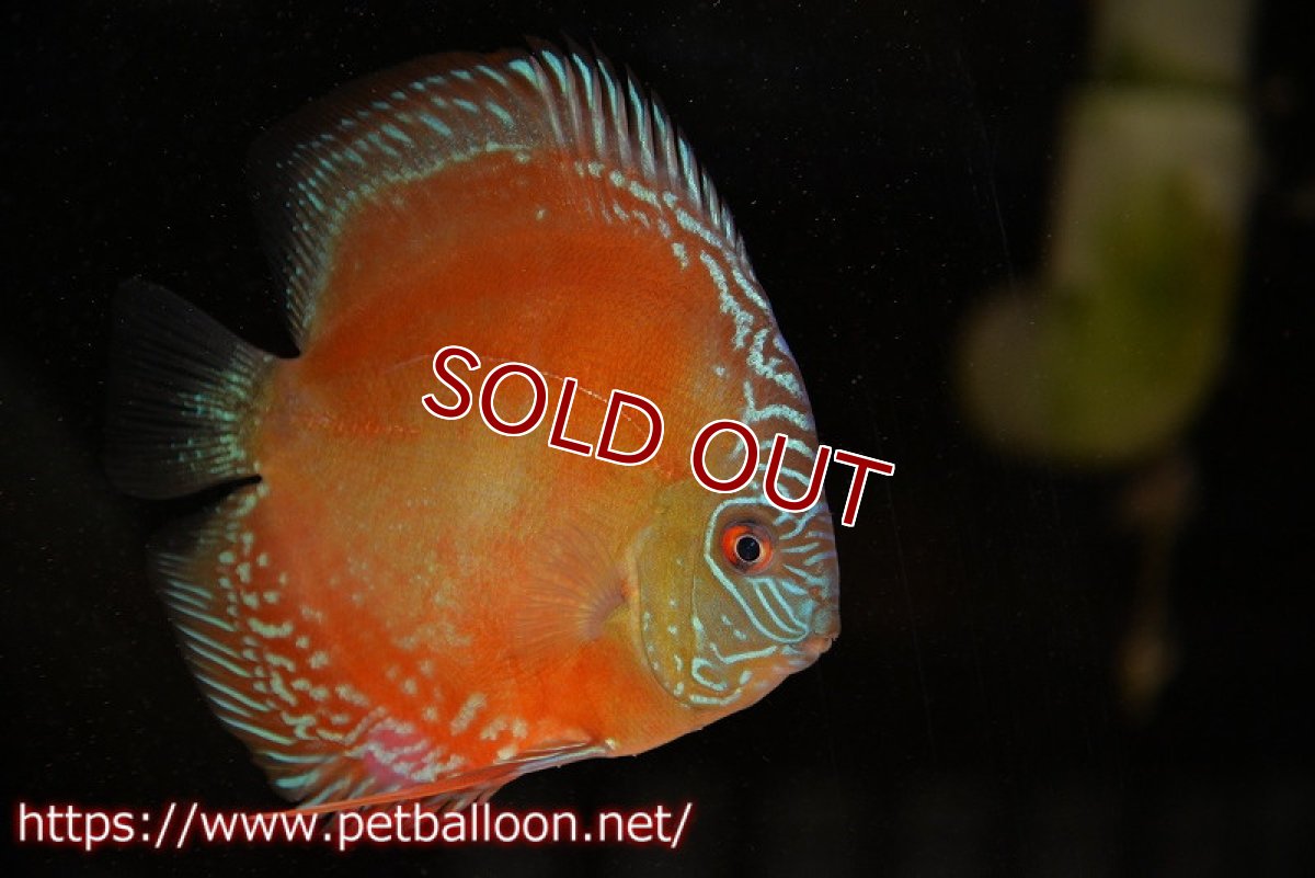 画像2: 【ディスカス】【通販】【超激レア セレクト個体】(【激赤必至】朱月 (即戦力個体)【個体販売】14-15cm【証明書付】(生体)B-HOUSE 倉津氏作出 (2)