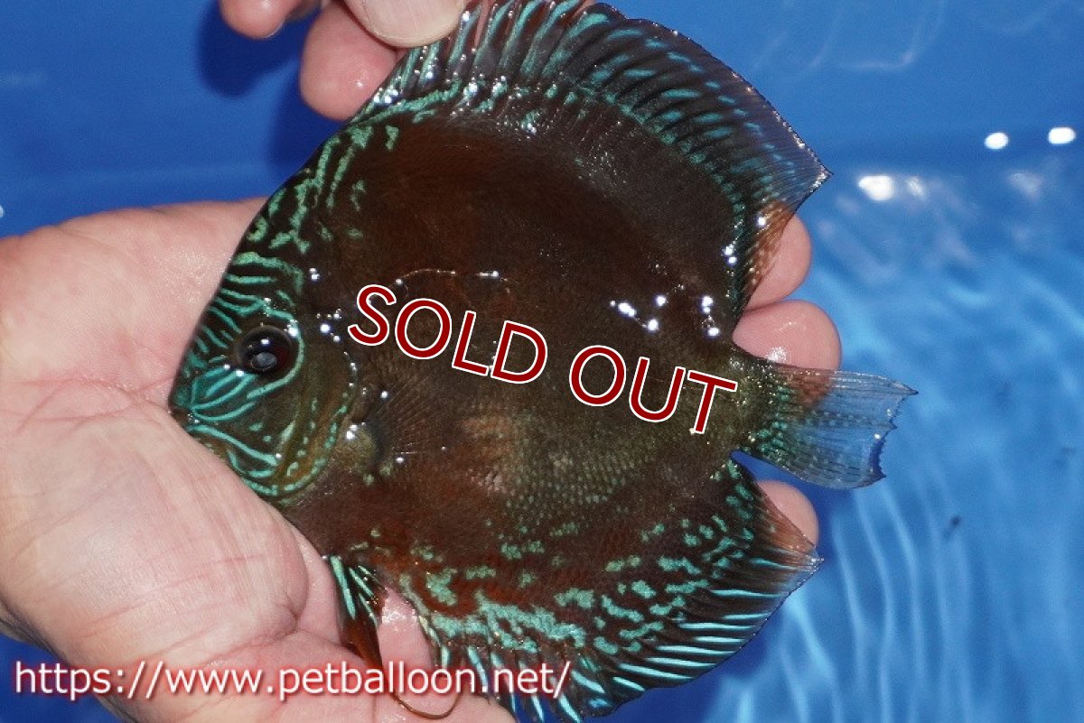 画像3: 【ディスカス】【通販】【超激レア セレクト個体】(【激赤必至】朱月 (即戦力個体)【個体販売】14-15cm【証明書付】(生体)B-HOUSE 倉津氏作出 (3)