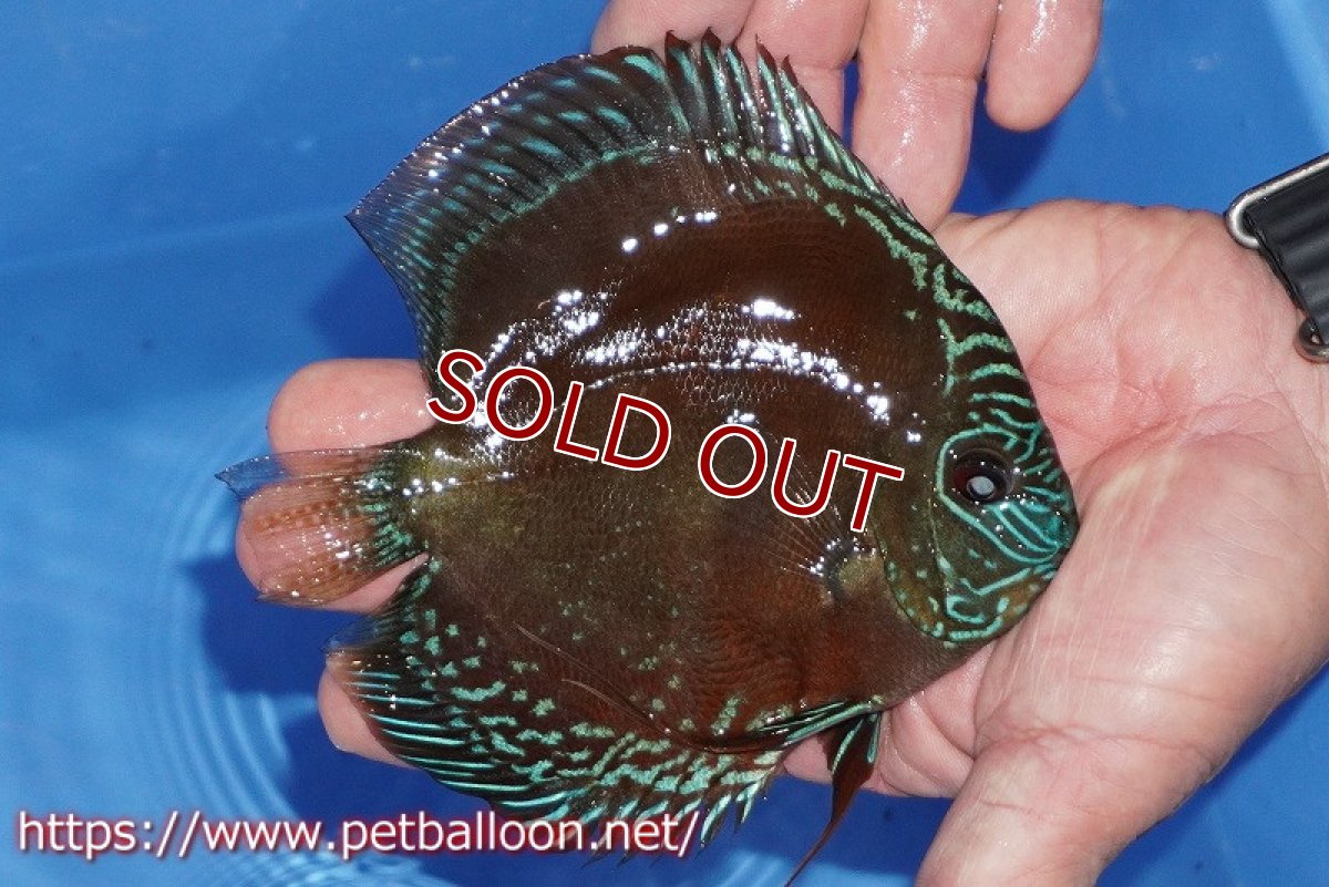 画像4: 【ディスカス】【通販】【超激レア セレクト個体】(【激赤必至】朱月 (即戦力個体)【個体販売】14-15cm【証明書付】(生体)B-HOUSE 倉津氏作出 (4)